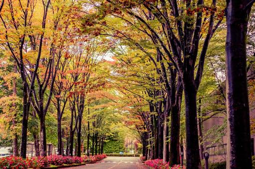 紅葉する街路樹 秋,紅葉,木の写真素材