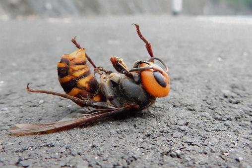 【昆虫写真】スズメバチ 【昆虫写真】スズメバチの写真