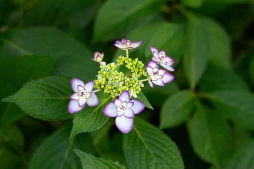 Pink bordered hydrangea, JPG