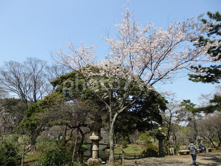神奈川県　横浜市　三渓園　風景 風景,景色,神奈川県の写真素材