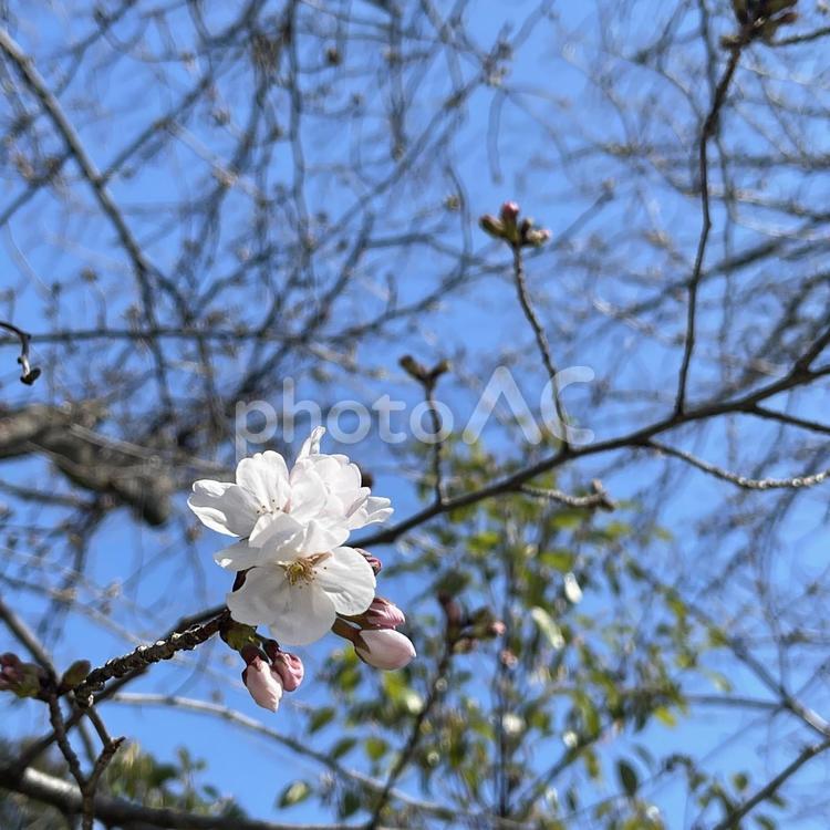 桜の風景2 桜,花,雅の写真素材