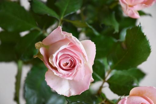 ピンクのばら ばら,薔薇,フラワーの写真素材