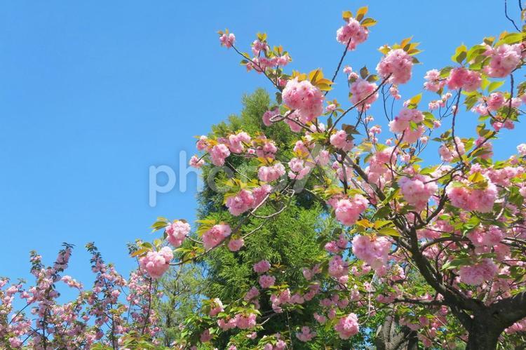 八重桜と青空 八重桜,サクラ,卒業式の写真素材