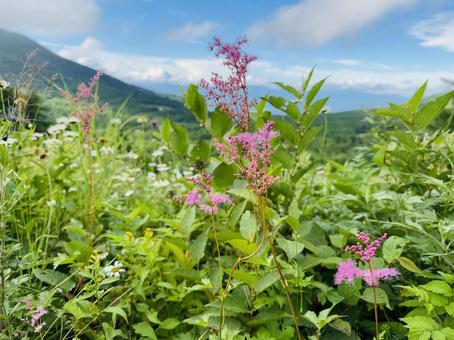 シモツケソウと山の風景の写真