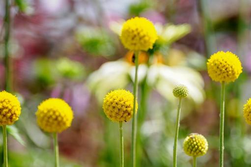 Photo, early summer, classpedia, flower, 