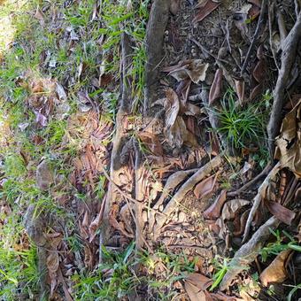 自然 草,地面,自然の写真素材