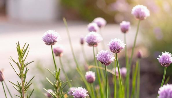 花壇のチャイブとローズマリーの写真