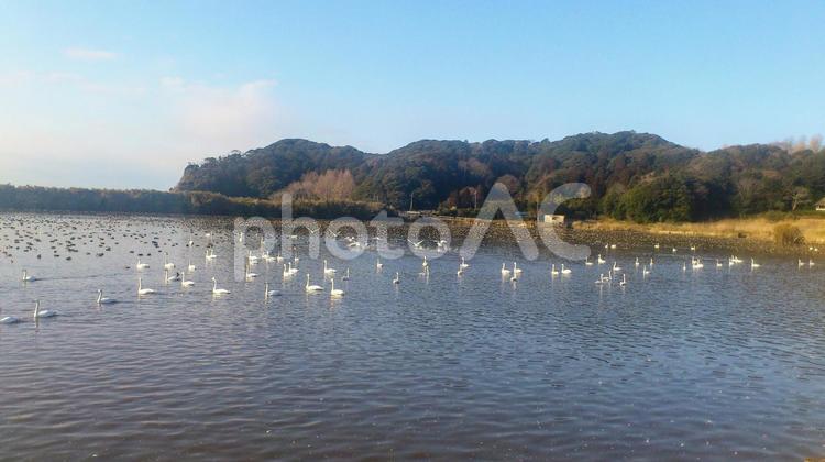 夏目の堰の白鳥 白鳥,自然,池の写真素材