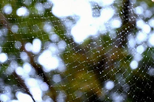 蜘蛛の巣 蜘蛛の巣 蜘蛛の巣,蜘蛛,木漏れ日の写真素材