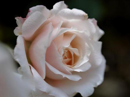 淡いピンクの薔薇 淡いピンクの薔薇 薔薇,ローズ,薔薇の花の写真素材