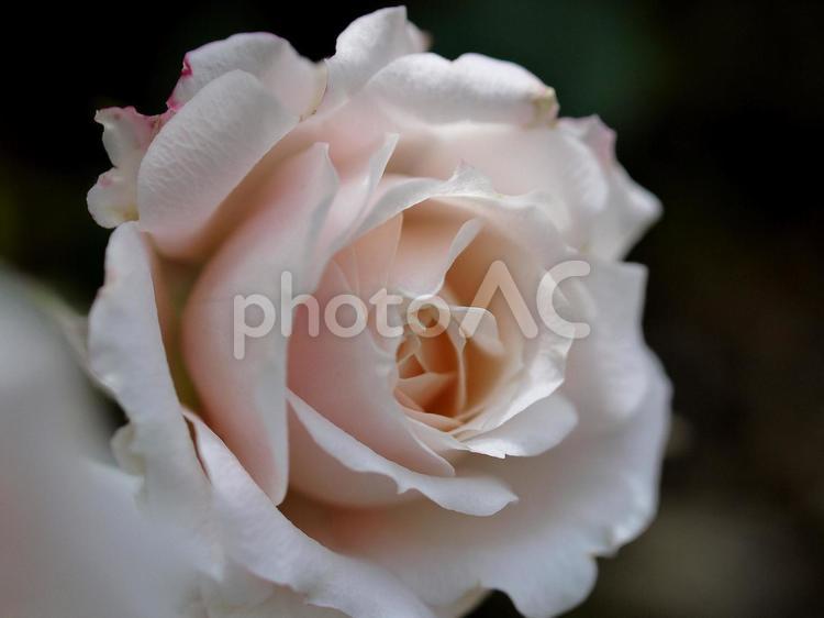 淡いピンクの薔薇 薔薇,ローズ,薔薇の花の写真素材