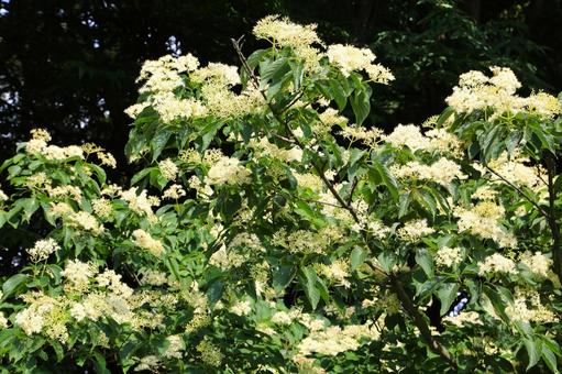 ミズキの花3(横浜市内にて) ミズキ,ハシノキ,小花の写真素材