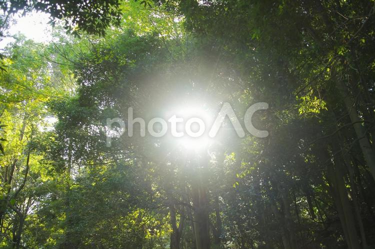 公園の木々と陽射し 森林浴,木漏れ日,新緑の写真素材