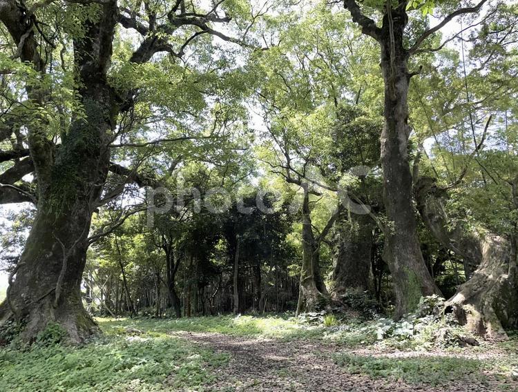 千本楠　鹿児島　木々　林 木,木々,林の写真素材