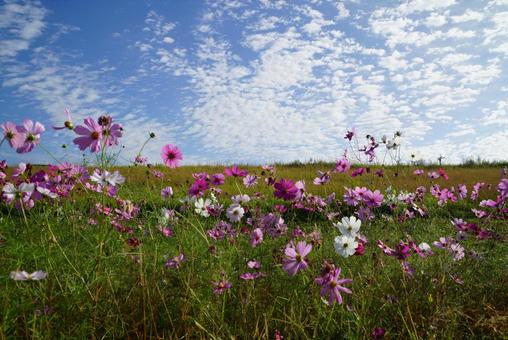 コスモスの花 コスモス,秋,晴天の写真素材