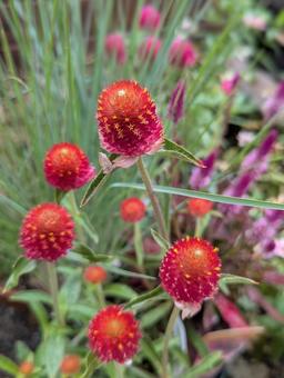 センニチコウの花 2 センニチコウの花 2の写真