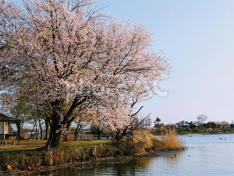 湖と桜 桜,コテージ,キャンプの写真素材