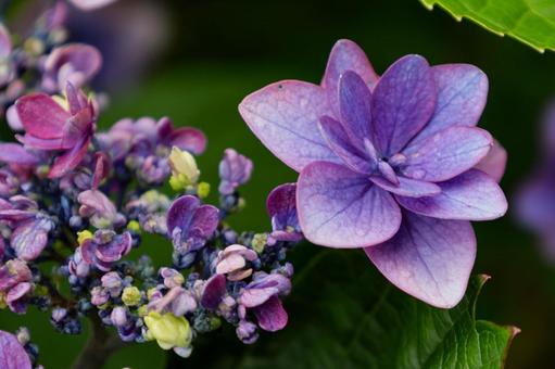 Hydrangea, JPG