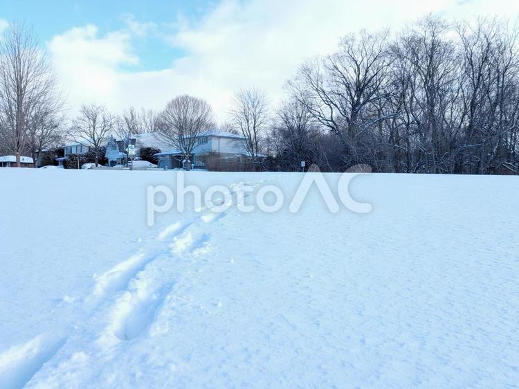 雪の上の足あと 木,雪,冬の写真素材