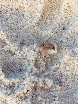 ヤドカリ ヤドカリ ヤドカリ,砂浜,モルディブの写真素材