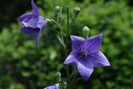 Photo, campanulaceae, flower, bellflower family, 