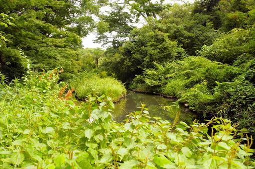 森の泥池 3 森の泥池 3の写真