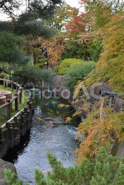 日本庭園の池（錦鯉）03 錦鯉,ニシキゴイ,鯉の写真素材