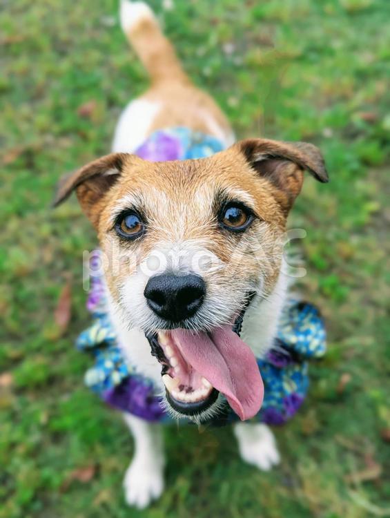 舌出てるよ（笑） 犬,ペット,dogの写真素材