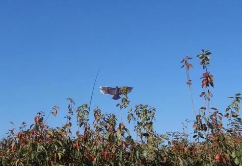 Realistic eagle-shaped kite for protecting persimmons and crops, JPG Realistic eagle-shaped kite for protecting persimmons and crops, persimmon, fruit, rich persimmon, JPG