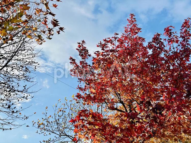 青空とモミジバフウ 紅葉,青空,空の写真素材