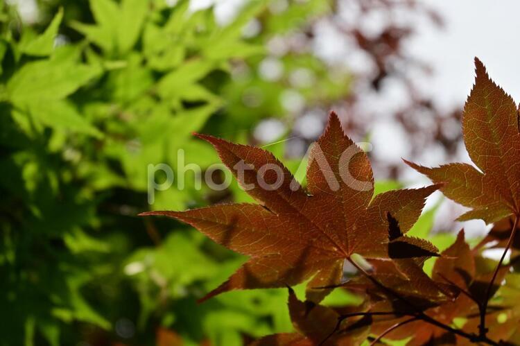 赤いもみじと緑のもみじ もみじ,春もみじ,赤と緑の写真素材