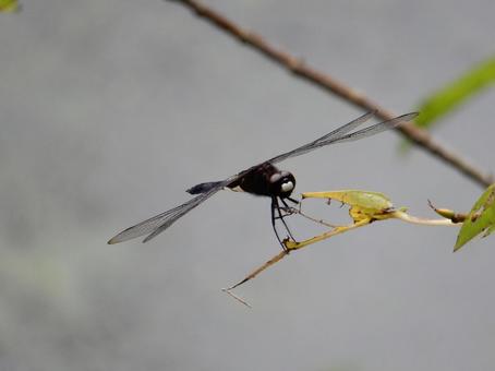 Photo, pseudothemis dragonfly, waist sky dragonfly, natural, 
