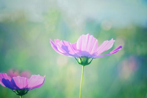 緑のバックにピンク色のコスモスの写真
