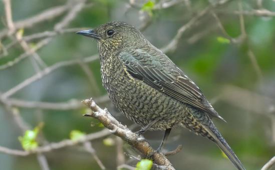 イソヒヨドリ イソヒヨドリ 野鳥,鳥,小鳥の写真素材