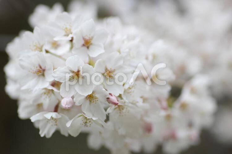 ソメイヨシノの花のクローズアップ 桜,花弁,さくらの写真素材