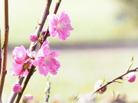 八重桜の背景 八重桜の背景の写真