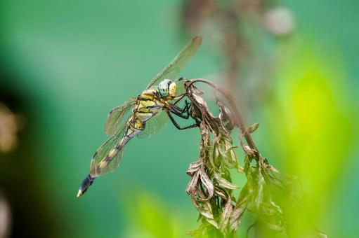 シオカラトンボ(メス)⑿ シオカラトンボ(メス)⑿の写真