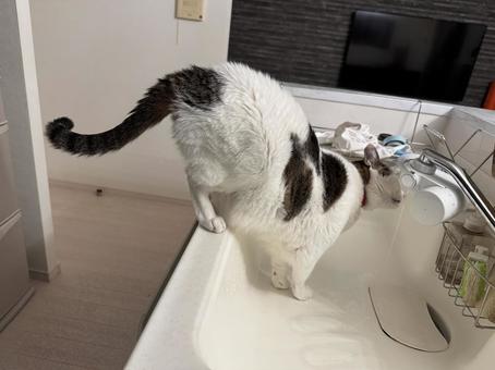 台所のお水は最高よ 猫,ねこ,catの写真素材