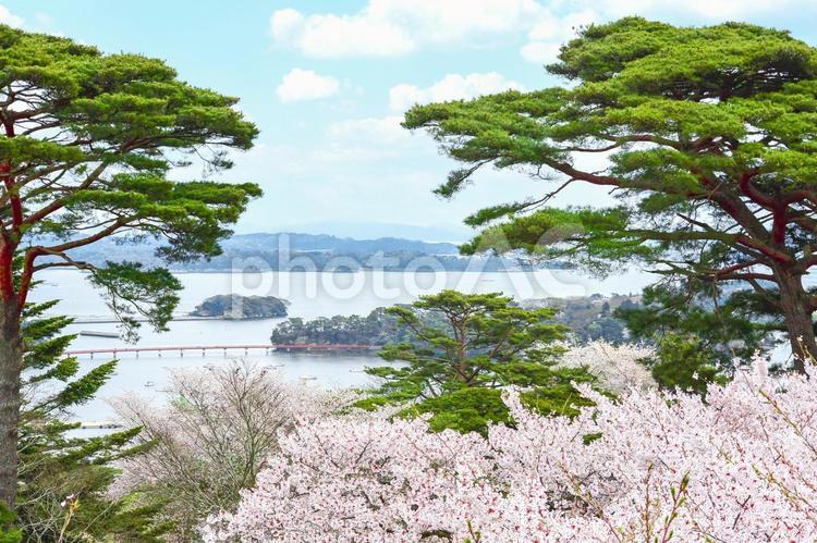 西行戻しの松公園（松島） 日本三景,松島,西行戻しの松公園の写真素材