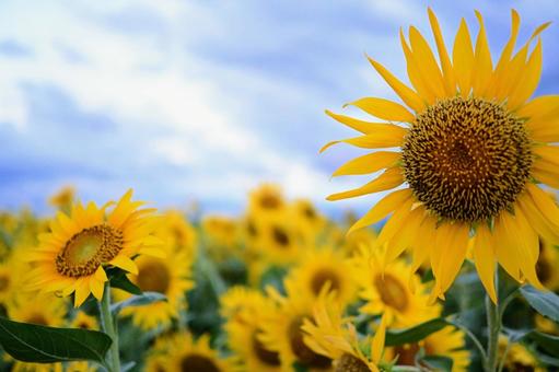 ひまわり畑の夕暮れ ひまわり畑の夕暮れ ひまわり,花畑,夏の写真素材
