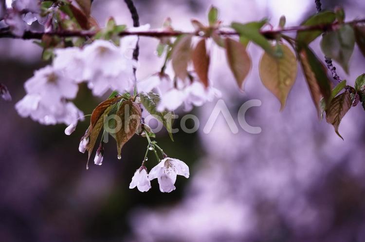 雨に濡れた美しい桜 花,桜,春の写真素材