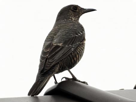 屋根の上に立つイソヒヨドリ 鳥,野鳥,イソヒヨドリの写真素材