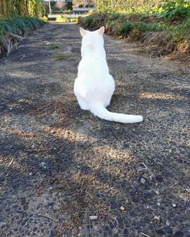 猫　後ろ姿 猫,白猫,後ろ姿の写真素材