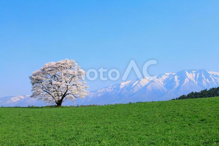 小岩井牧場の一本桜 桜,一本桜,春の写真素材