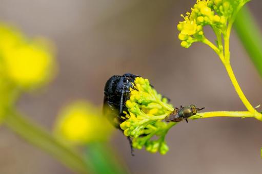 Ground wasp⑴, JPG