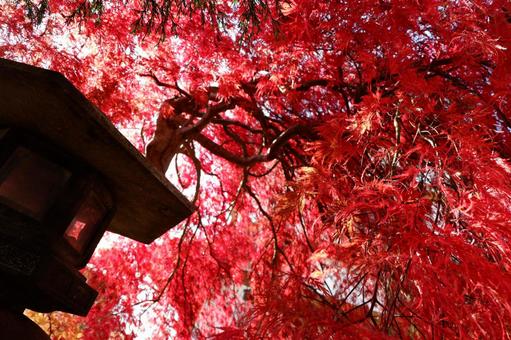 日本 紅葉,もみじ,綺麗の写真素材