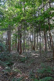 滋賀・近江八幡 奥石神社 老蘇の森 滋賀・近江八幡 奥石神社 老蘇の森 奥石神社,老蘇の森,老蘇森の写真素材
