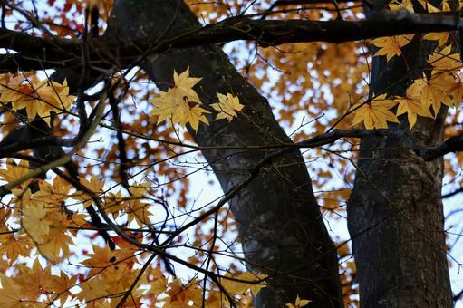 もみじ 紅葉,秋,風景の写真素材