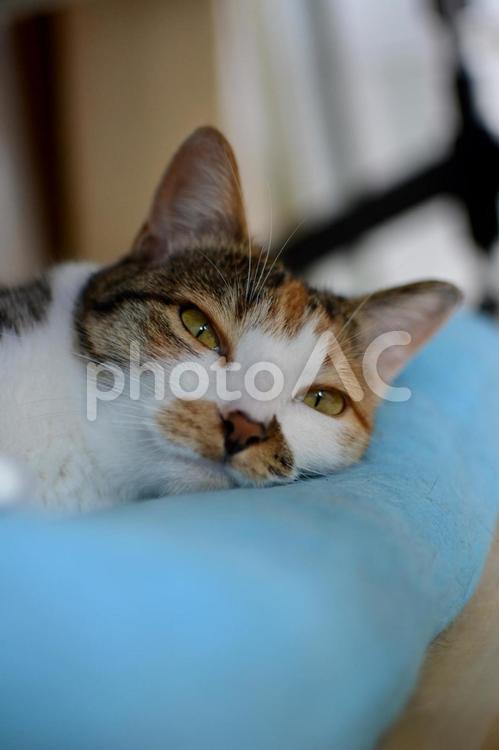 枕を使っている三毛猫 猫,三毛猫,ペットの写真素材