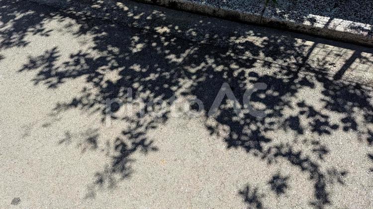 陽光に照らされた木の葉の影 影,葉っぱ,木漏れ日の写真素材